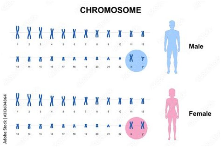 How do you think different people’s chromosomes would compare?