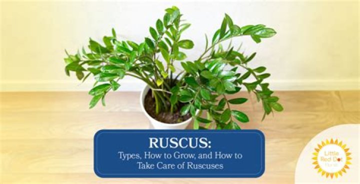 How long does Italian ruscus last out of water?