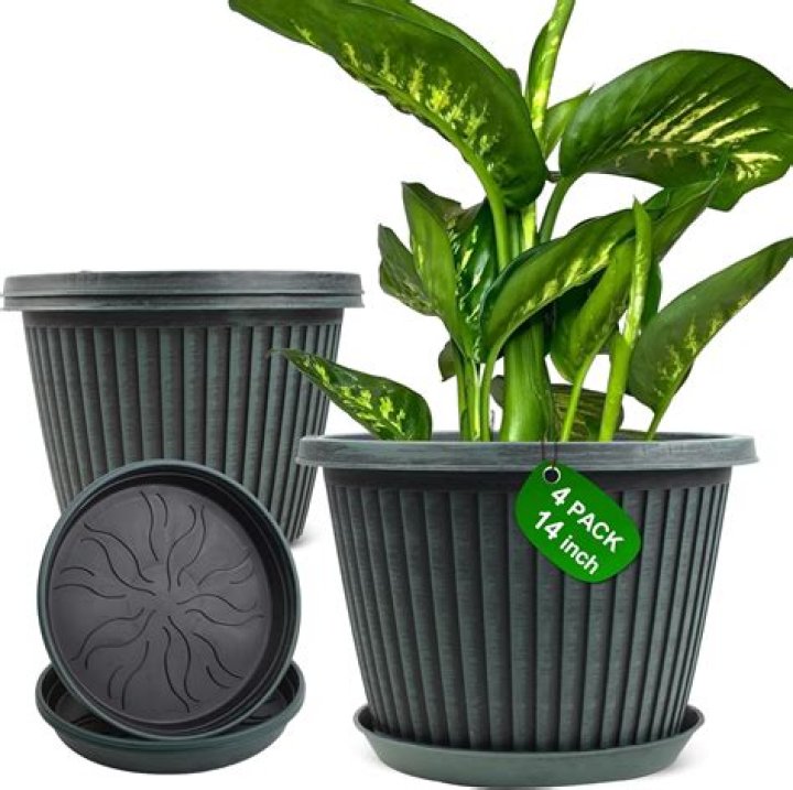 How long should I keep my plant in the dark before harvest?