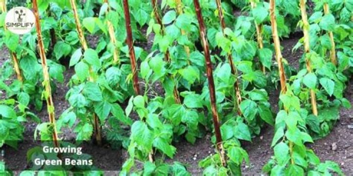 How many green beans do I need per square foot?
