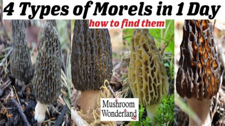 How many morels are in a pound?
