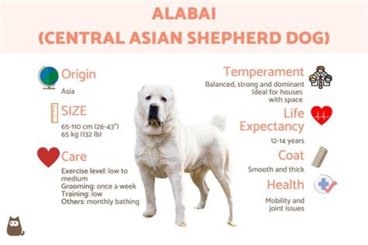 How much does a alabai dog cost?