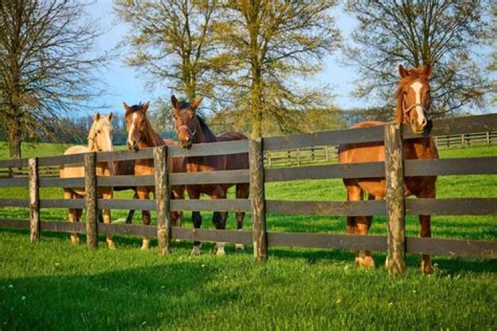 How much does horse fencing cost?