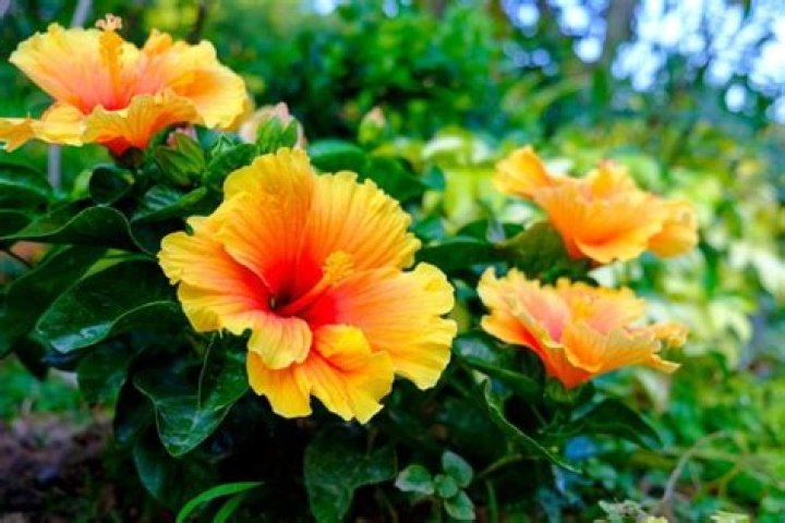 How often should you water hibiscus?