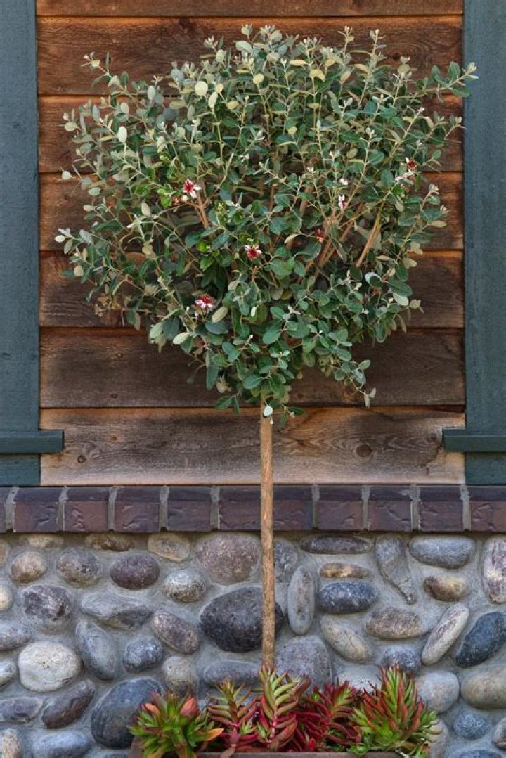 How tall do pineapple guava trees grow?