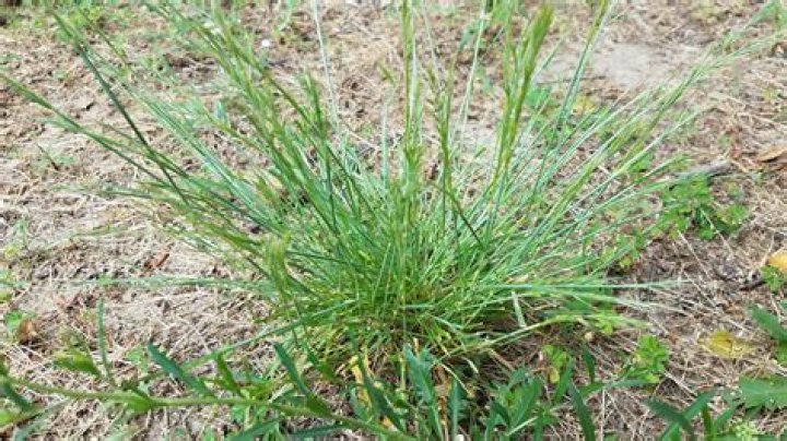 Is Bermuda grass the same as crabgrass?