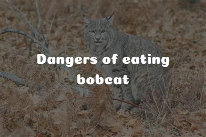 Is Bobcat meat good to eat?
