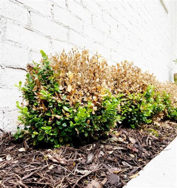 Is Boxwood safe for cats?