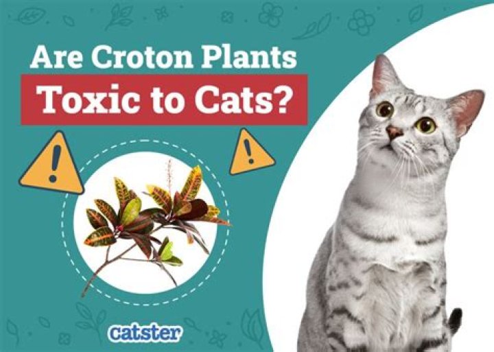 Is mamey Croton poisonous to cats?