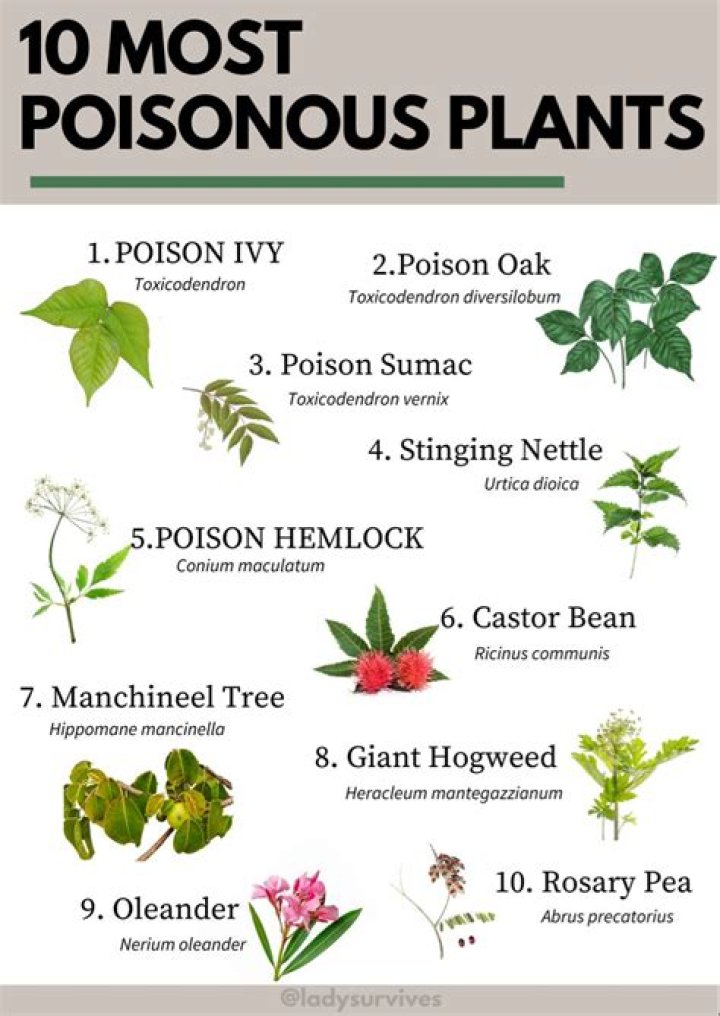 Is the money tree plant poisonous to dogs?