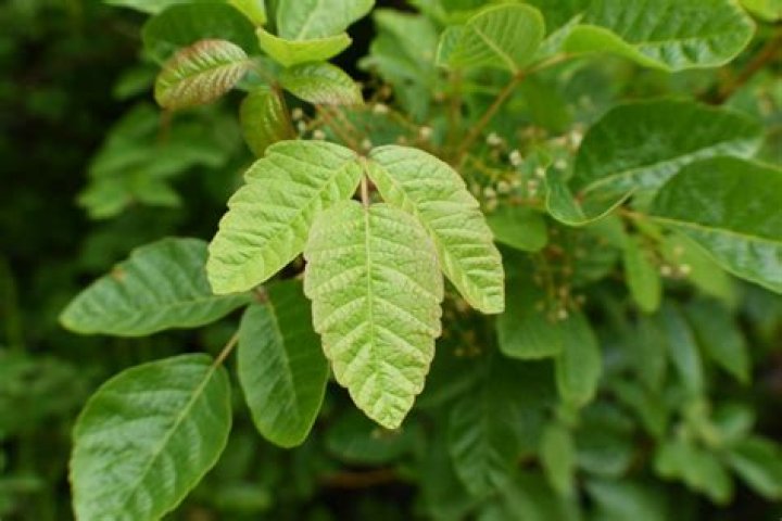 Is there poison oak in northern Idaho?