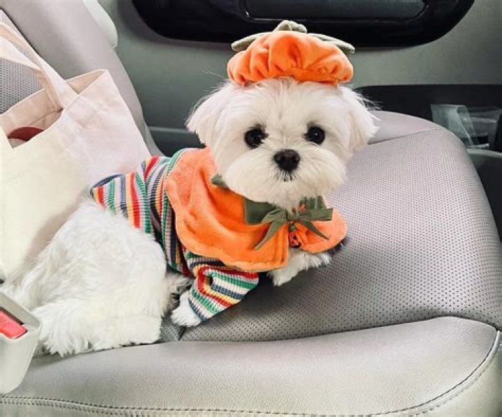 Jin Pets - Celebrity Pets