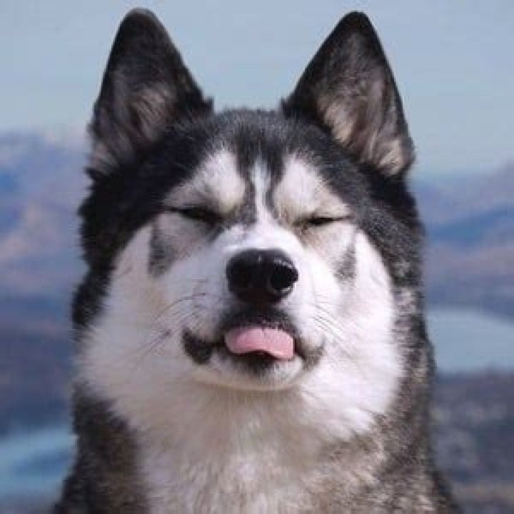 K'eyush the Stunt Dog - Age, Family, Bio