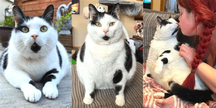 Keith the Cat-Cow - Age, Family, Bio