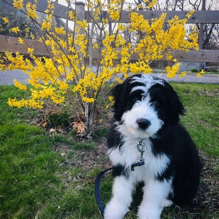 Lara Jean Chorostecki Pets - Celebrity Pets