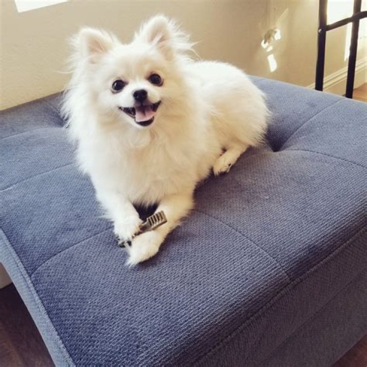 LilyPichu (Lily Ki) Pets - Celebrity Pets
