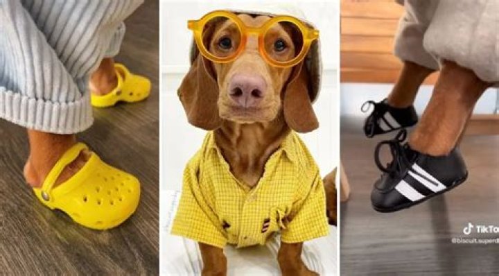 Meat Biscuit Superdog – The Sneakerhead Sausage Dog