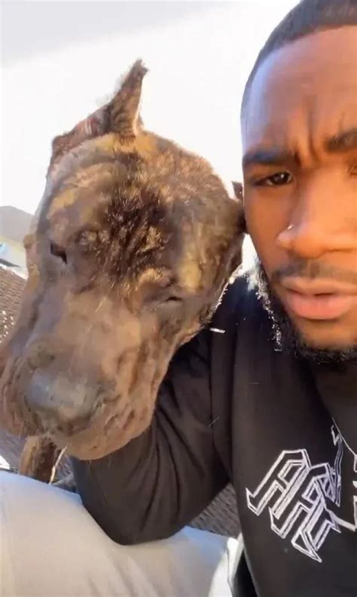 Miles Sanders Pets - Celebrity Pets