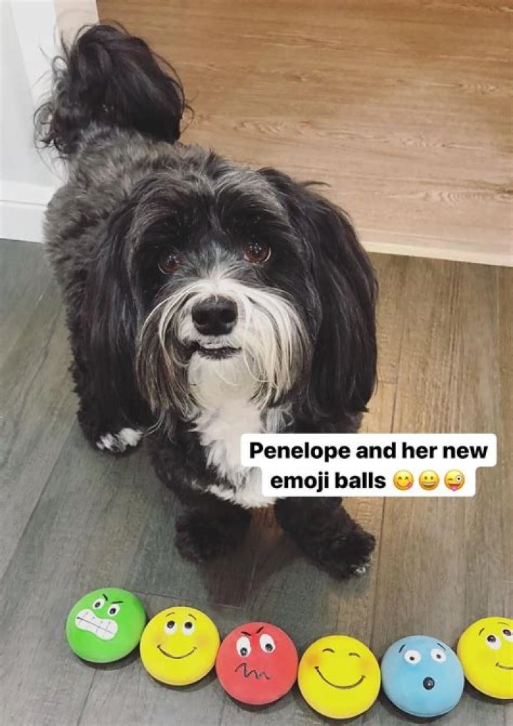 Miranda Cosgrove Pets - Celebrity Pets
