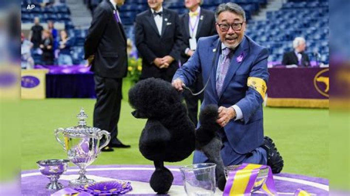 Political Correctness Gone Too Far? The Westminster Dog Show Now Includes Cats