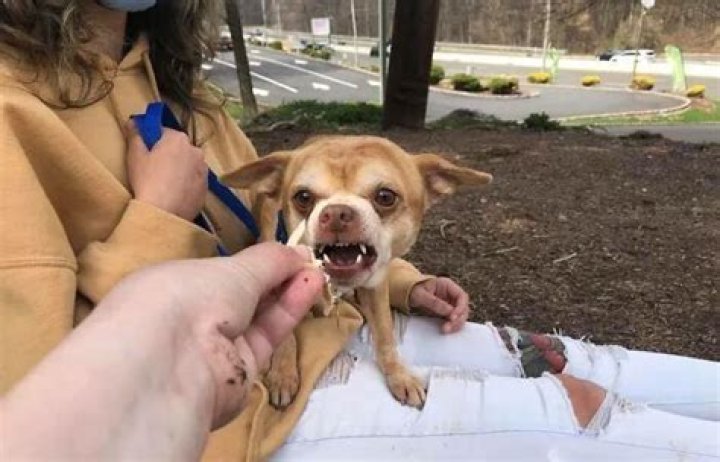 Prancer the Demonic Chihuahua Adopted – No Regrets