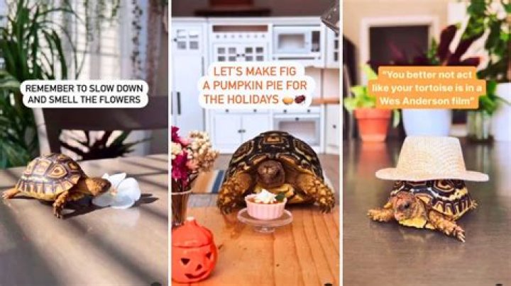 Relax and Have Some Snacks With Fig the Tortoise (@through.the.lleaves)