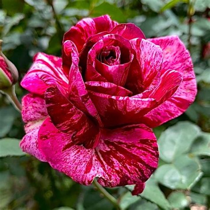 Rose Burgundy Bio (Wiki) 