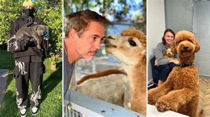 Ryan Guzman Pets - Celebrity Pets