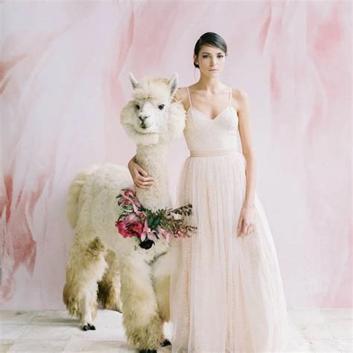 Skip human bridesmaids and groomsmen, pick wedding llamas instead!