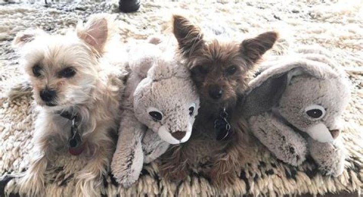 Steven Tyler Pets - Celebrity Pets