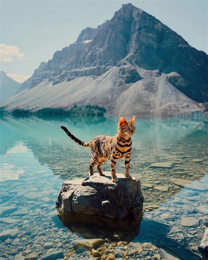 The Instagram Adventures of Suki the Bengal Cat