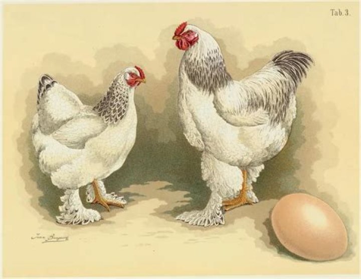 This Giant Chicken Escaped from Jurassic Park