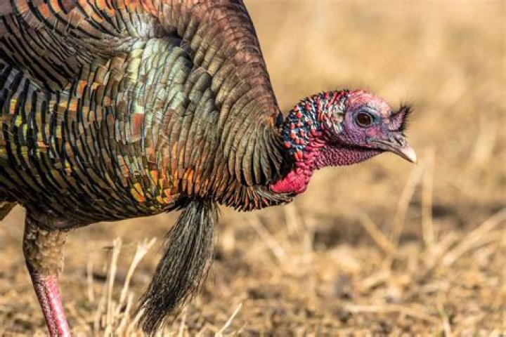 Turkey Tom - Age, Family, Bio