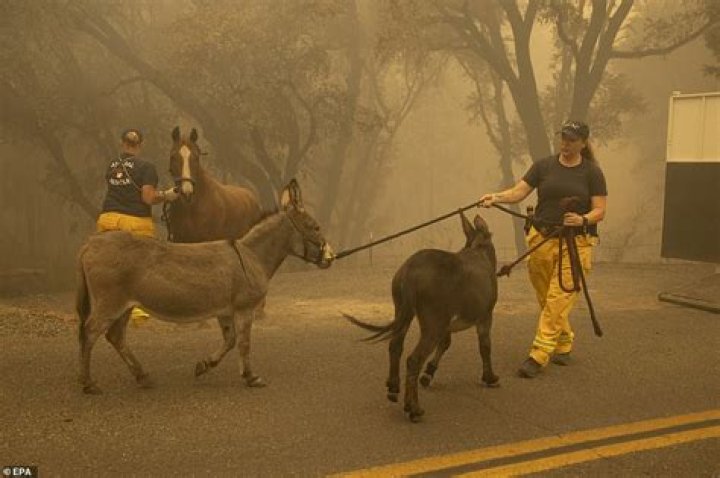 Two Donkeys Rescued From Camp Fire in California