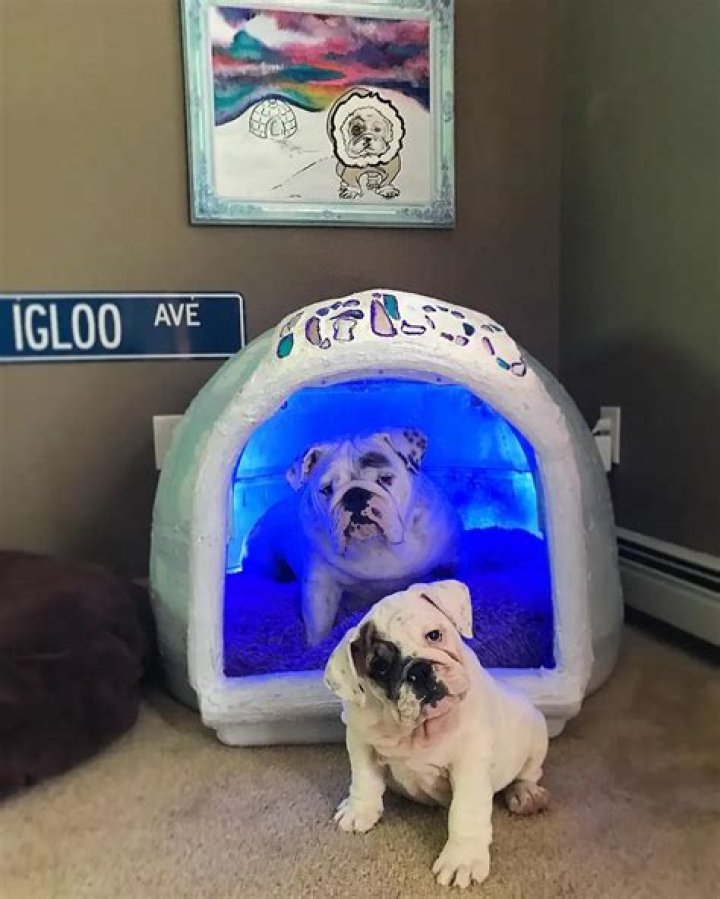 Two Wrinkles, Two Homes: Eggnog and Igloo’s Custom Abodes