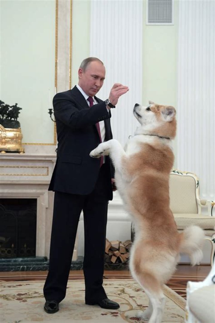 Vladimir Putin Pets - Celebrity Pets
