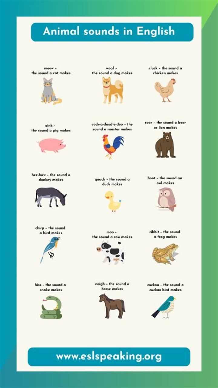 What animal makes a squeaky sound at night?