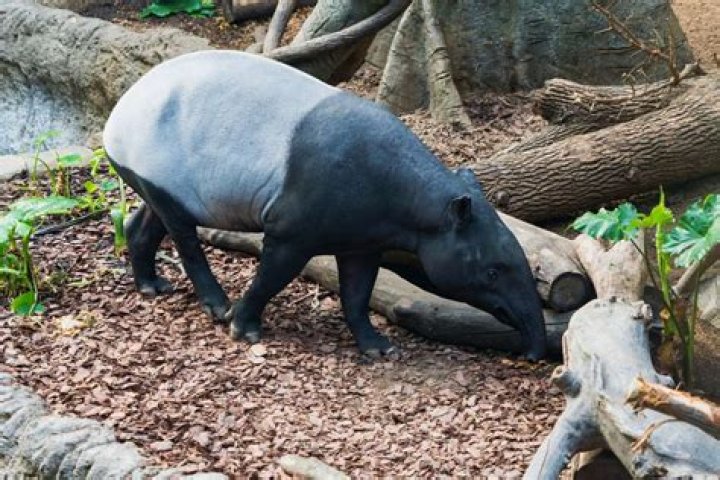 What animals are native to Thailand?