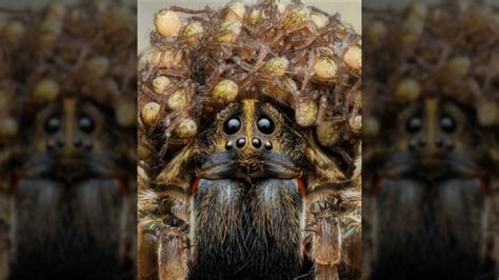 What are spider babies called?