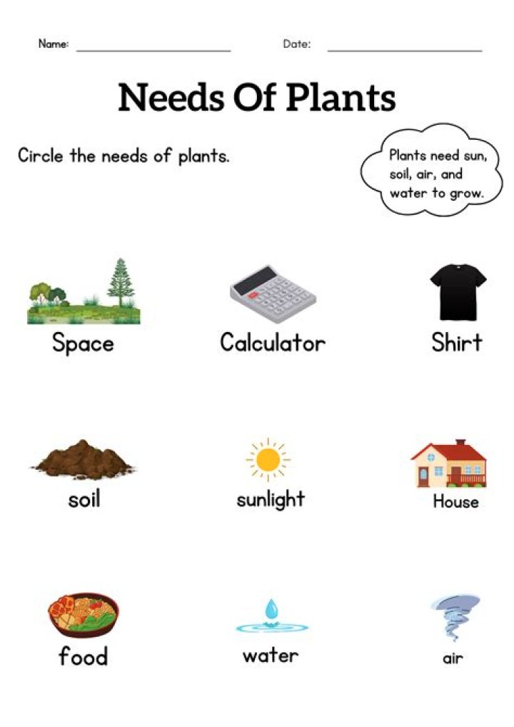 What are the basic needs of a plant?