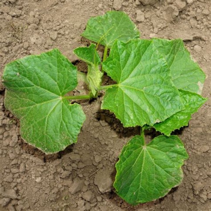 What bug eats cucumber leaves?