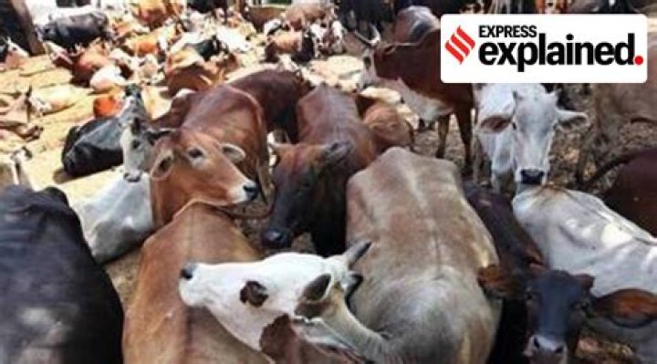 What is Draft livestock?