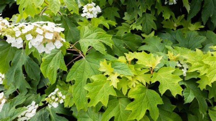 What is the best fertilizer for oakleaf hydrangeas?