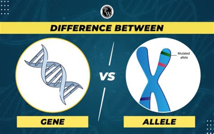 What is the difference between Dre and Bre?