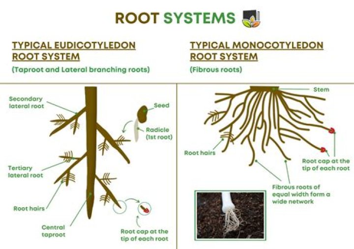 What is the root system of a jacaranda tree?
