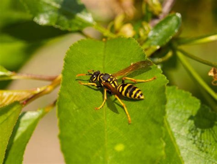 What plants repel wasps and hornets?