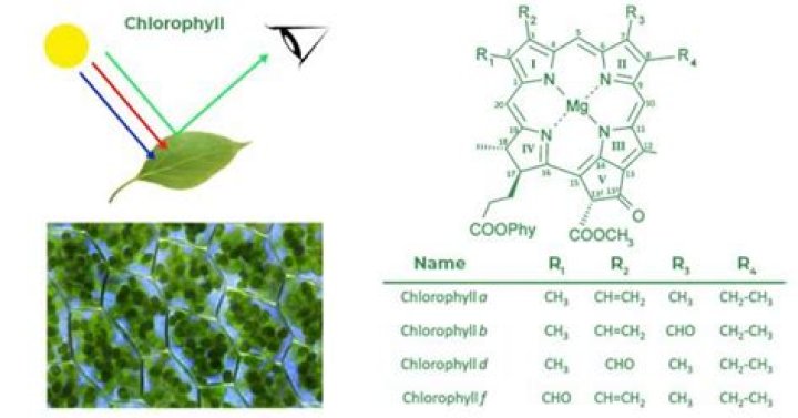 What role does chlorophyll play in plants?
