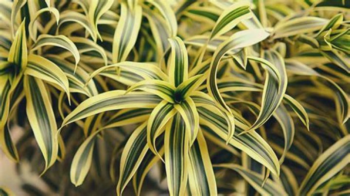 What temperature can I put my plants outside?
