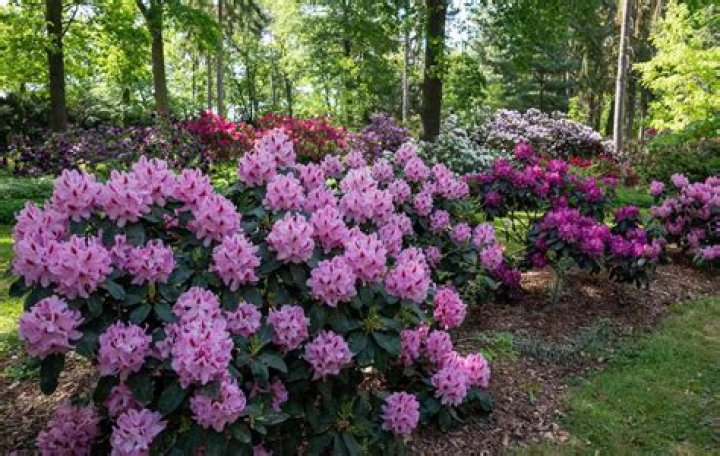 When can I transplant azaleas?