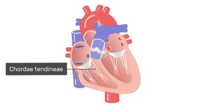 Where are the Chordae Tendineae?